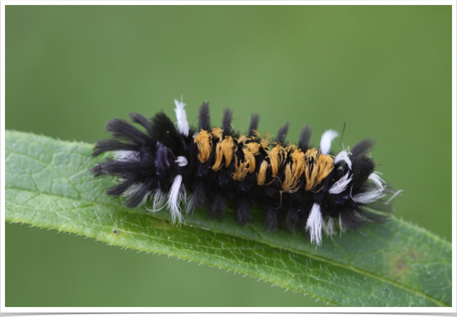 Euchaetes egle
Milkweed Tussock Moth
Bibb County, Alabama